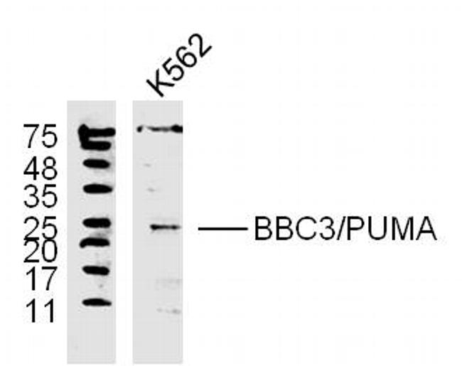 PUMA Antibody in Western Blot (WB)