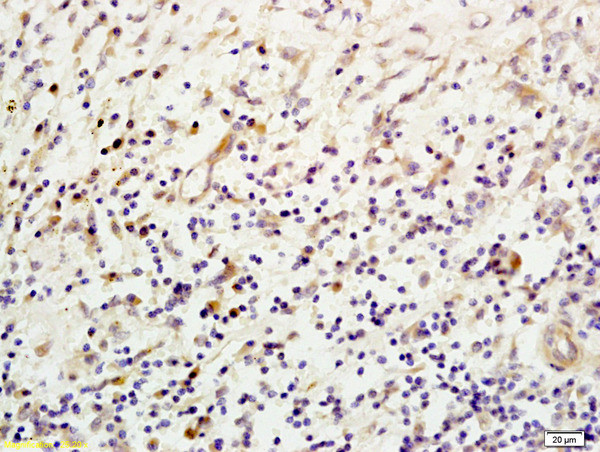 Mannose-binding protein C Antibody in Immunohistochemistry (Paraffin) (IHC (P))