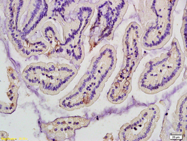 Mannose-binding protein C Antibody in Immunohistochemistry (Paraffin) (IHC (P))