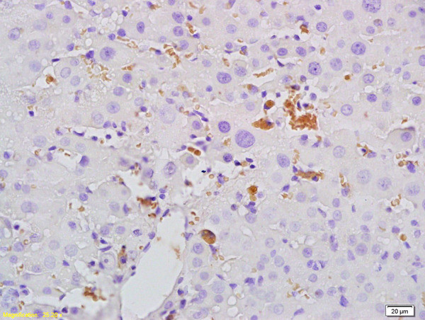 Mannose-binding protein C Antibody in Immunohistochemistry (Paraffin) (IHC (P))