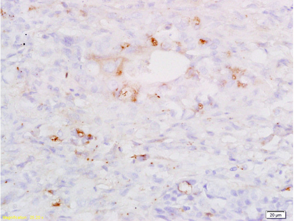 SP-D/PSPD Antibody in Immunohistochemistry (Paraffin) (IHC (P))