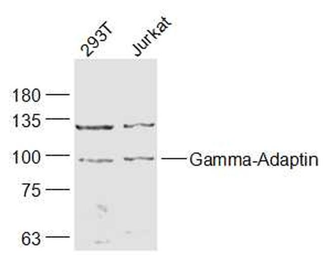 Gamma-Adaptin Antibody in Western Blot (WB)