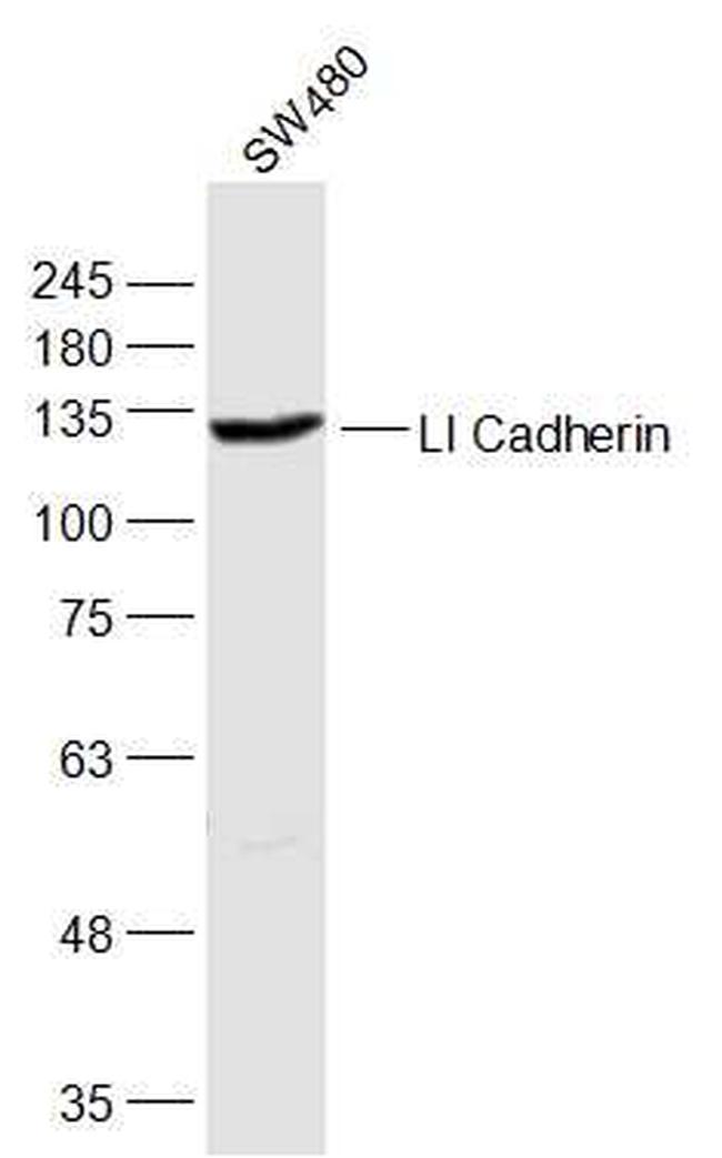 LI-cadherin Antibody in Western Blot (WB)