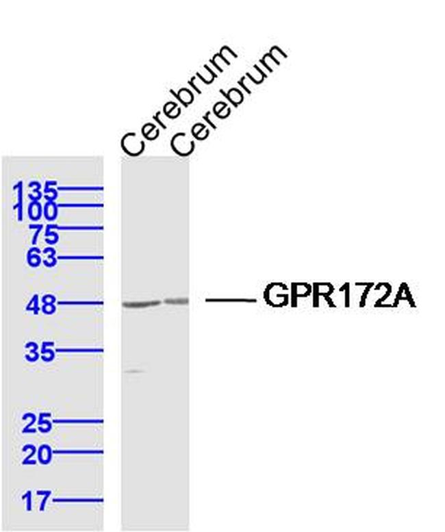 GPR172A Antibody in Western Blot (WB)