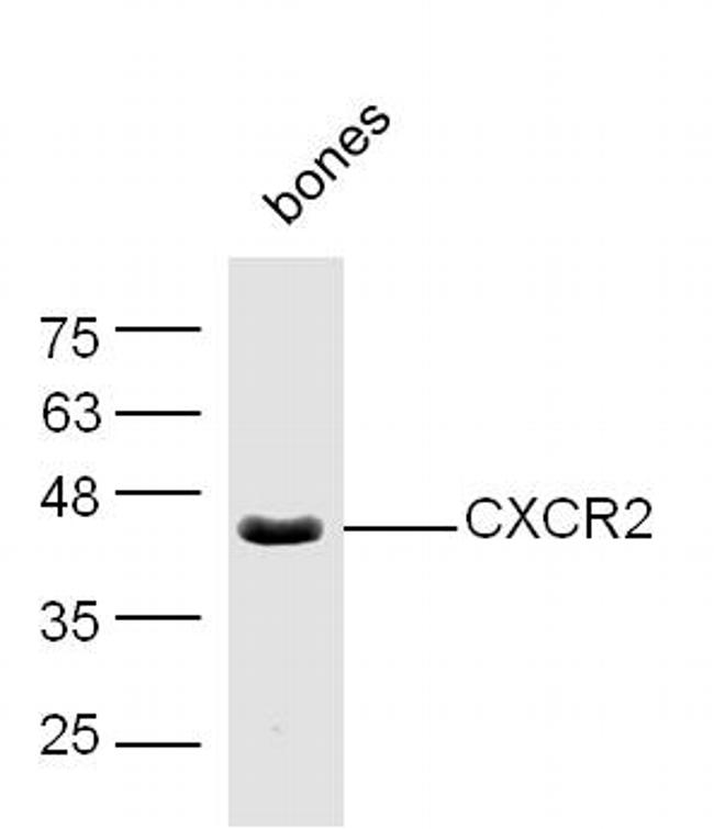 CXCR2/CD182 Antibody in Western Blot (WB)