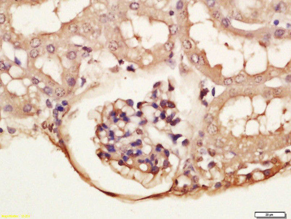 Phospho-GRLF1 (Tyr1087) Antibody in Immunohistochemistry (Paraffin) (IHC (P))