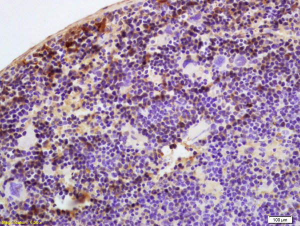 Antithrombin 3 Antibody in Immunohistochemistry (Paraffin) (IHC (P))