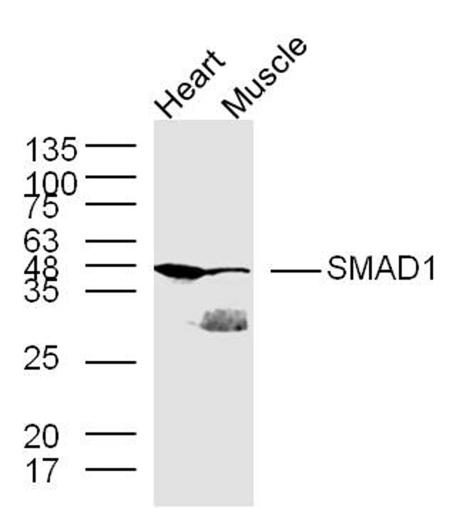 SMAD1 Antibody in Western Blot (WB)