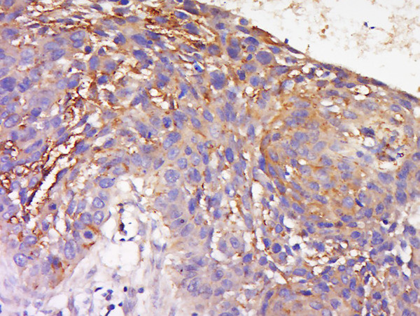 TRAM1 Antibody in Immunohistochemistry (Paraffin) (IHC (P))