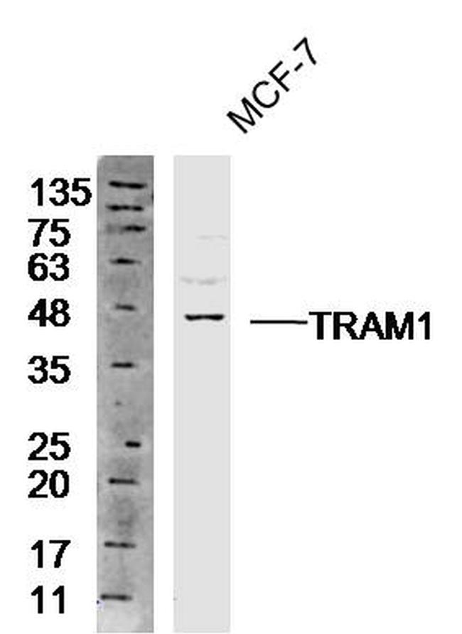 TRAM1 Antibody in Western Blot (WB)