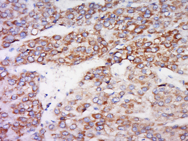 IDO2 Antibody in Immunohistochemistry (Paraffin) (IHC (P))