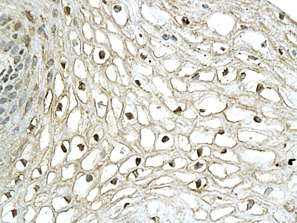 XBP1 Antibody in Immunohistochemistry (Paraffin) (IHC (P))