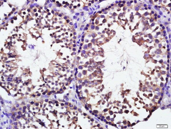 KCTD19 Antibody in Immunohistochemistry (Paraffin) (IHC (P))