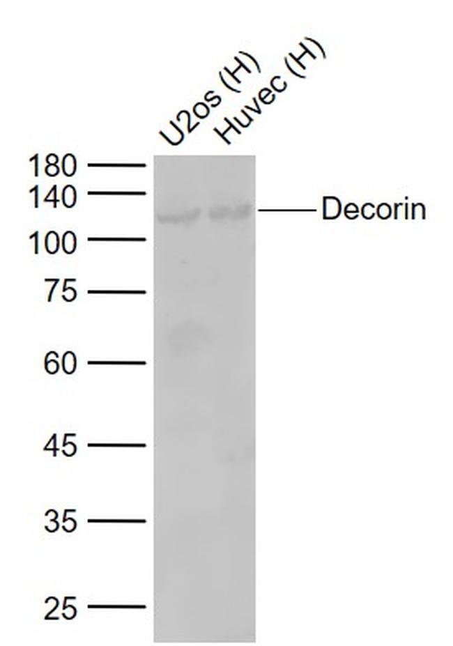 Decorin Antibody in Western Blot (WB)