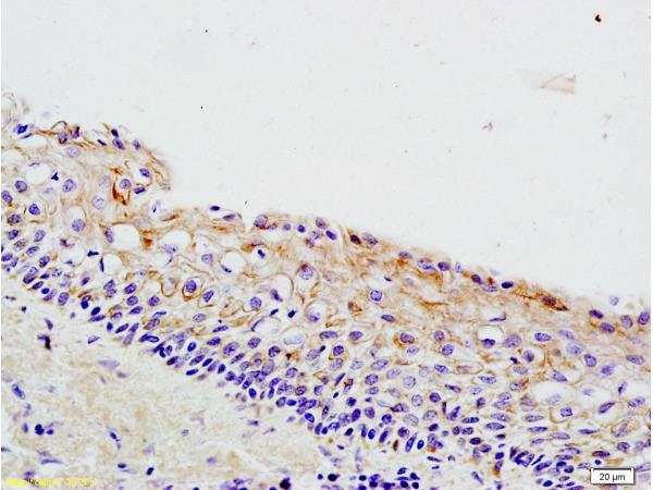 Wnt3a Antibody in Immunohistochemistry (Paraffin) (IHC (P))