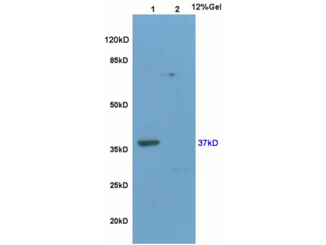 Wnt3a Antibody in Western Blot (WB)