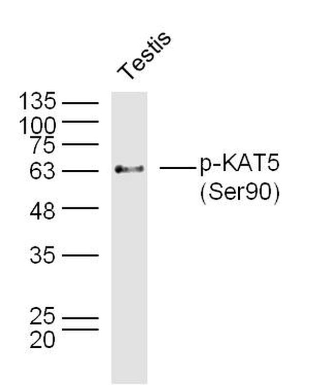 Phospho-KAT5 (Ser90) Antibody in Western Blot (WB)