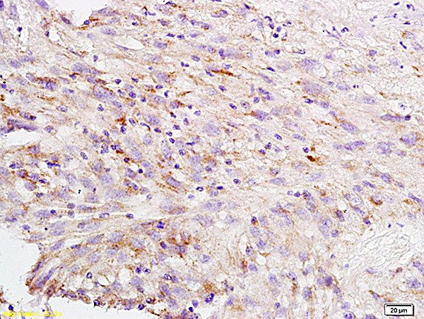 Carbonic anhydrase 2 Antibody in Immunohistochemistry (Paraffin) (IHC (P))