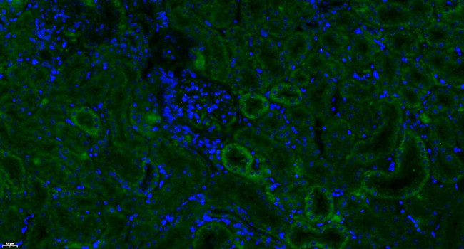 MASP Antibody in Immunohistochemistry (Paraffin) (IHC (P))