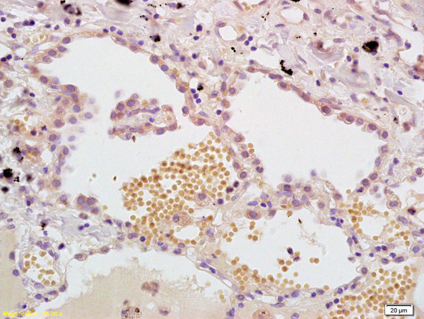 MASP Antibody in Immunohistochemistry (Paraffin) (IHC (P))