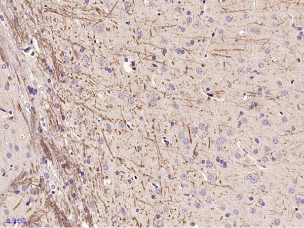 ABCG4 Antibody in Immunohistochemistry (Paraffin) (IHC (P))