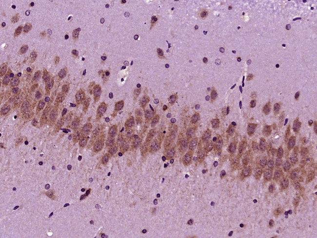 SCFD2 Antibody in Immunohistochemistry (Paraffin) (IHC (P))