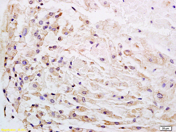 Wnt1 Antibody in Immunohistochemistry (Paraffin) (IHC (P))