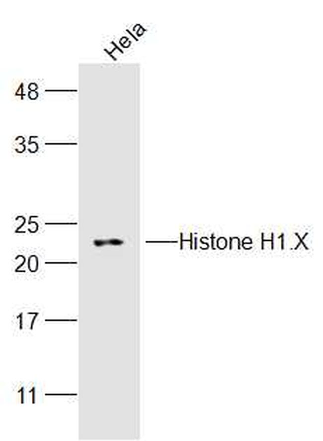 Histone H1.X Antibody in Western Blot (WB)