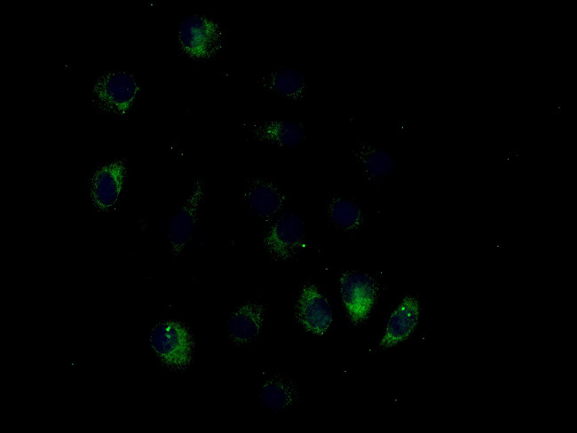 CYP3A4 Antibody in Immunocytochemistry (ICC/IF)