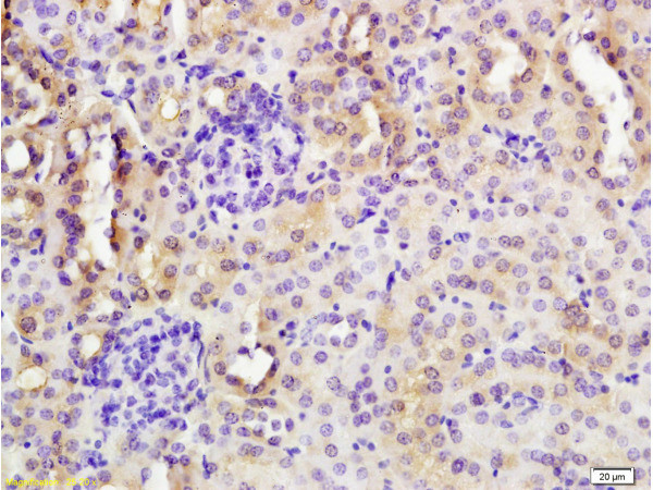 CYP3A4 Antibody in Immunohistochemistry (Paraffin) (IHC (P))