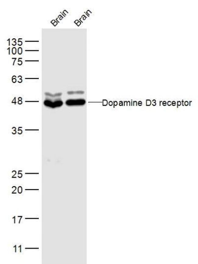 DRD3 Antibody in Western Blot (WB)
