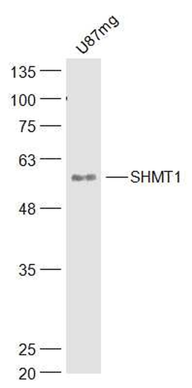 SHMT1 Antibody in Western Blot (WB)