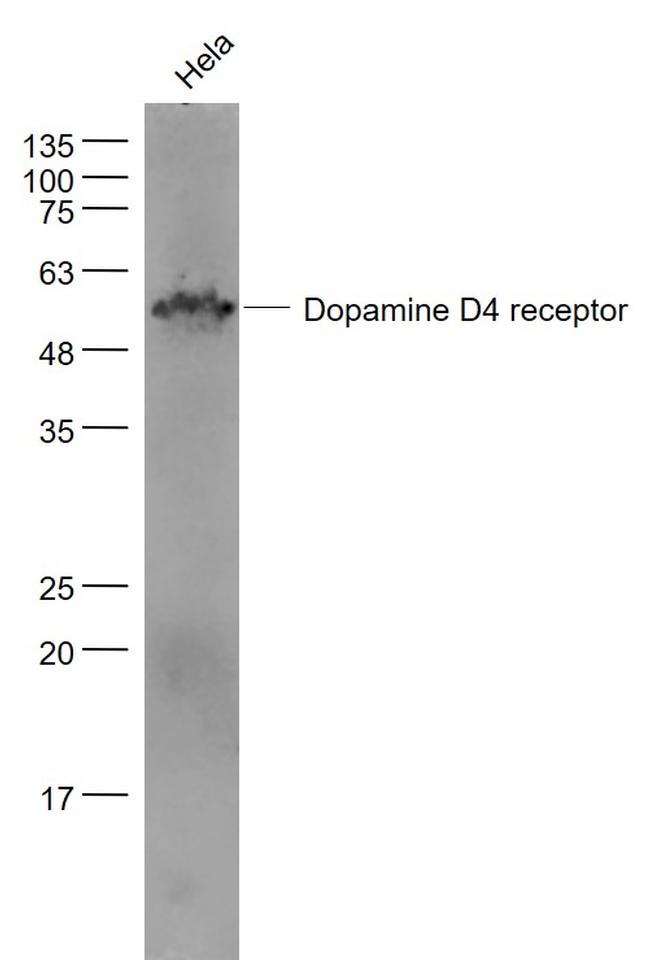 DRD4 Antibody in Western Blot (WB)