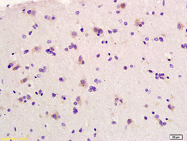 Elastin Antibody in Immunohistochemistry (Paraffin) (IHC (P))