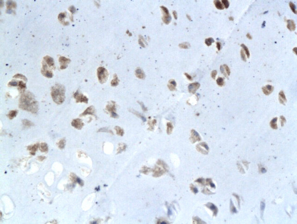 Elastin Antibody in Immunohistochemistry (Paraffin) (IHC (P))