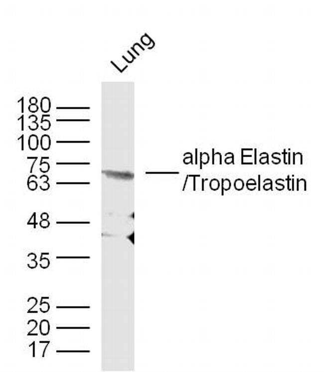 Elastin Antibody in Western Blot (WB)