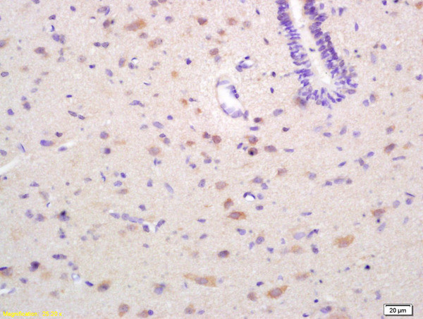 EPH receptor A4 Antibody in Immunohistochemistry (Paraffin) (IHC (P))