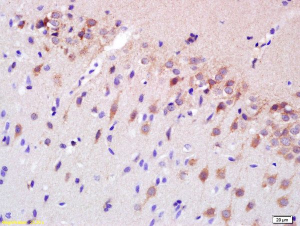 Spastin Antibody in Immunohistochemistry (Paraffin) (IHC (P))