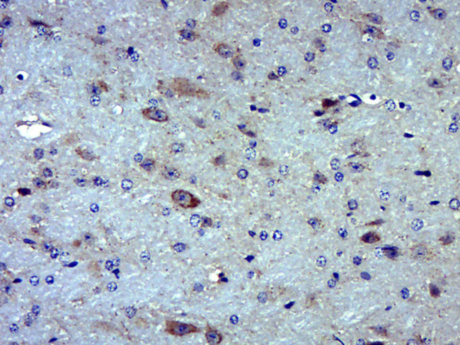 MOXD1 Antibody in Immunohistochemistry (Paraffin) (IHC (P))