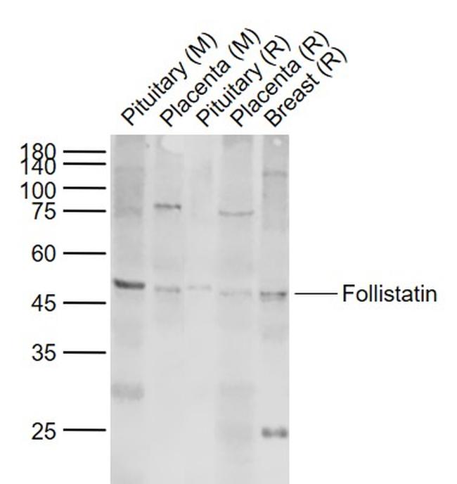 Follistatin Antibody in Western Blot (WB)