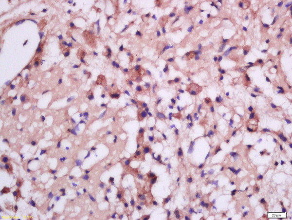 MSRB2 Antibody in Immunohistochemistry (Paraffin) (IHC (P))