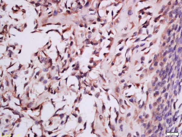 MSRB2 Antibody in Immunohistochemistry (Paraffin) (IHC (P))