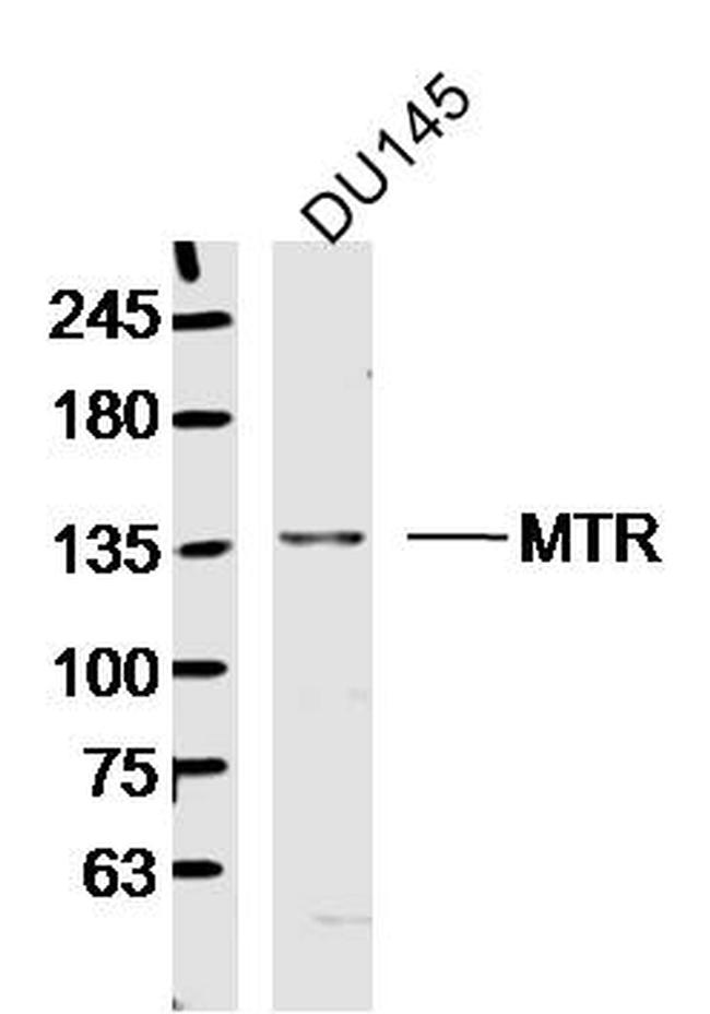 MTR Antibody in Western Blot (WB)