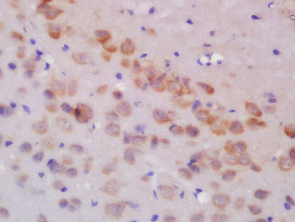 GLUR3/GRIA 3 Antibody in Immunohistochemistry (Paraffin) (IHC (P))