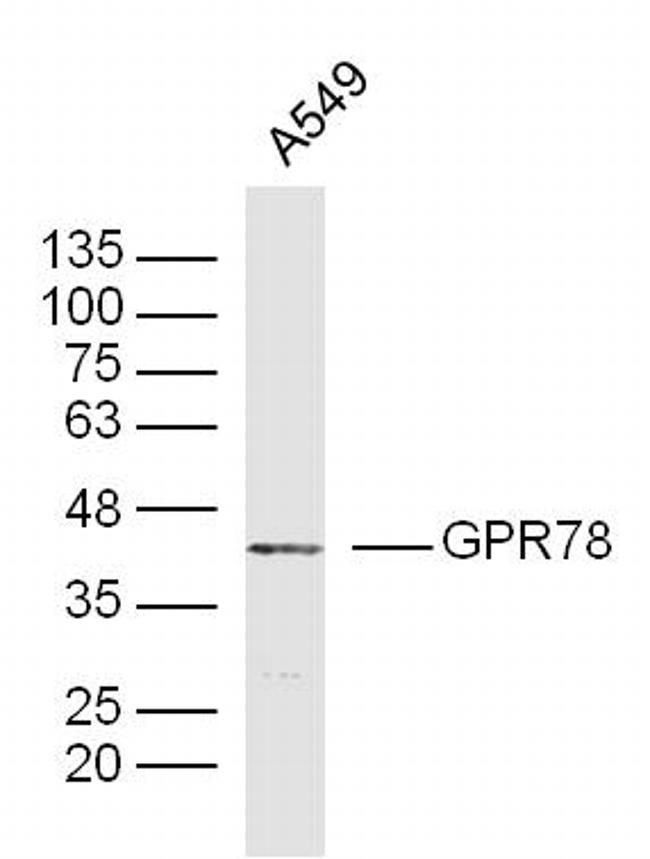 GPR78 Antibody in Western Blot (WB)