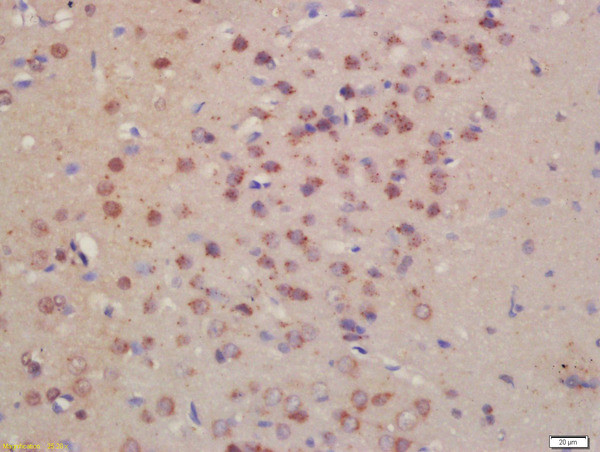 Pro-NRG1 Antibody in Immunohistochemistry (Paraffin) (IHC (P))