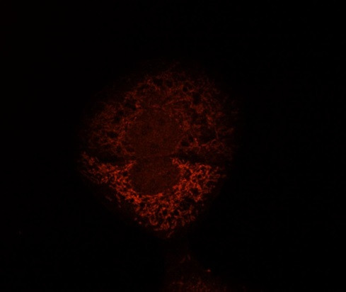 Mitofilin/IMMT Antibody in Immunocytochemistry (ICC/IF)