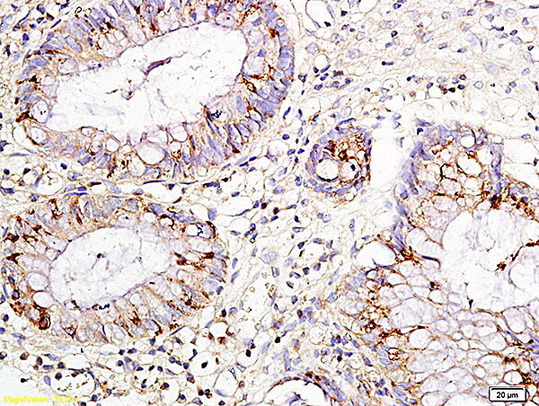 IL-15 Antibody in Immunohistochemistry (Paraffin) (IHC (P))