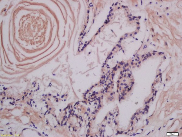 LMAN1 Antibody in Immunohistochemistry (Paraffin) (IHC (P))