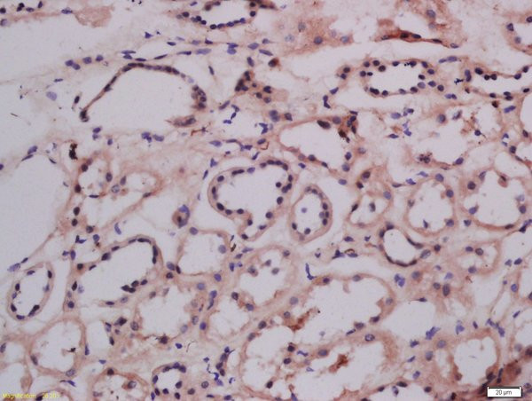 LMAN1 Antibody in Immunohistochemistry (Paraffin) (IHC (P))